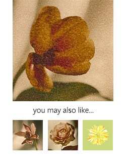 Tulip